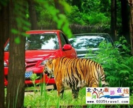 [秦皇島] 秦皇島野生動(dòng)物園景點(diǎn)門(mén)票優(yōu)惠88元起團(tuán)，一人也成團(tuán)，團(tuán)隊(duì)更優(yōu)惠，咨詢(xún)電話(huà)0335-3522599: